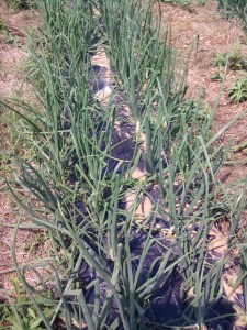 Onions, Almost Ready for Harvest