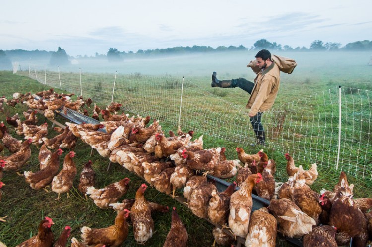 Here is a picture of Farmer Jesse Straight of Whiffletree Farm feeding his hens on pasture!