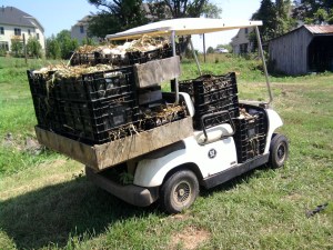 Onions, harvested and ready to be cured