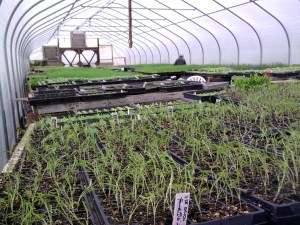 Onions Fill the Back Half of the Greenhouse