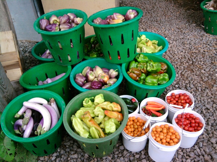 Veggies ready to go to market