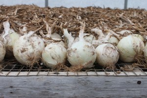 White Onions Curing in the Greenhouse