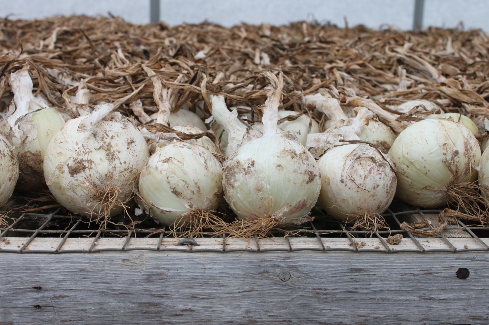 White Onions Curing in the Greenhouse